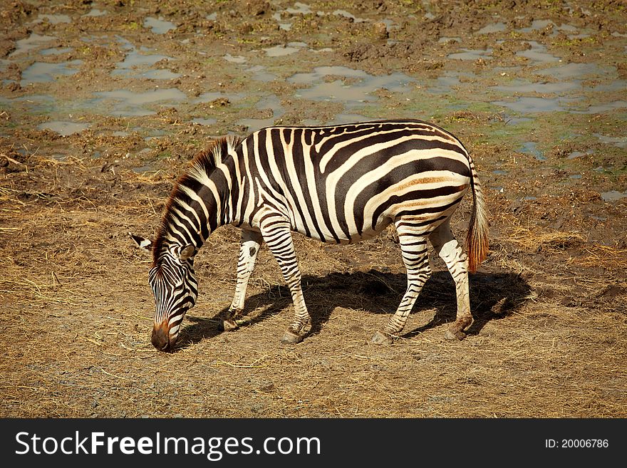 One zebra was eating grass