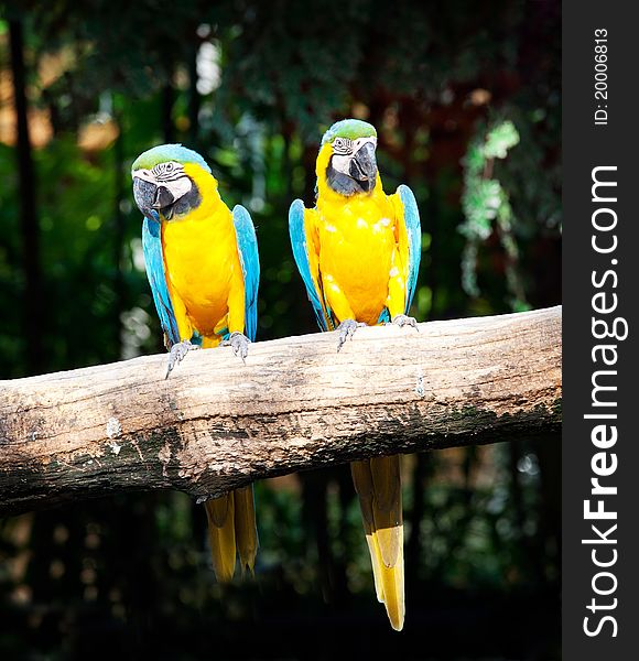 Colorful couple macaw sitting in a tree