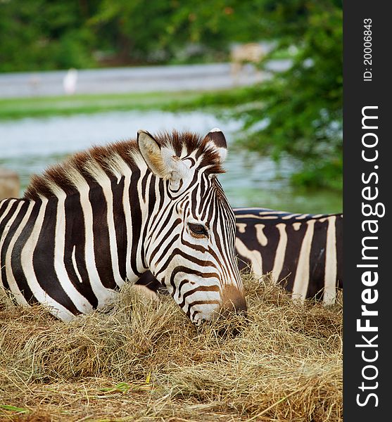 Two zebras was eating grass