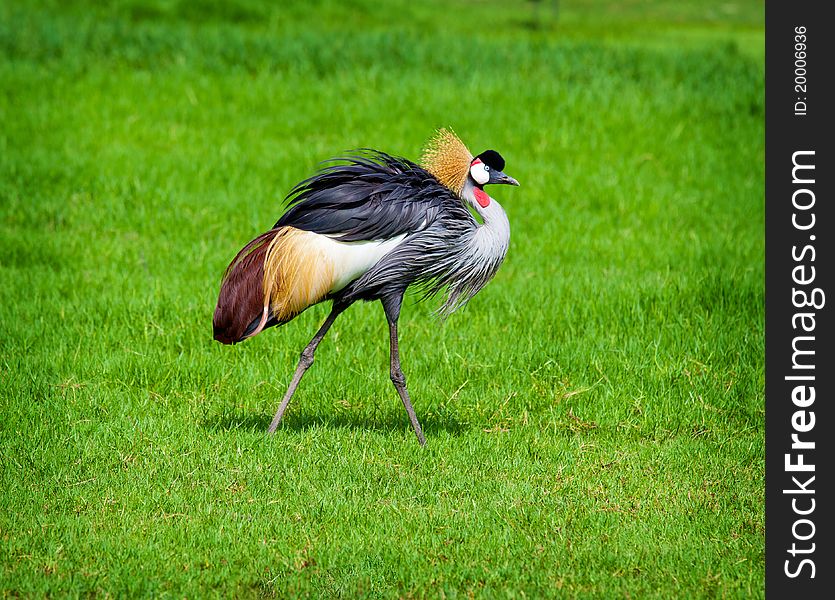 Crowned Crane on green grass