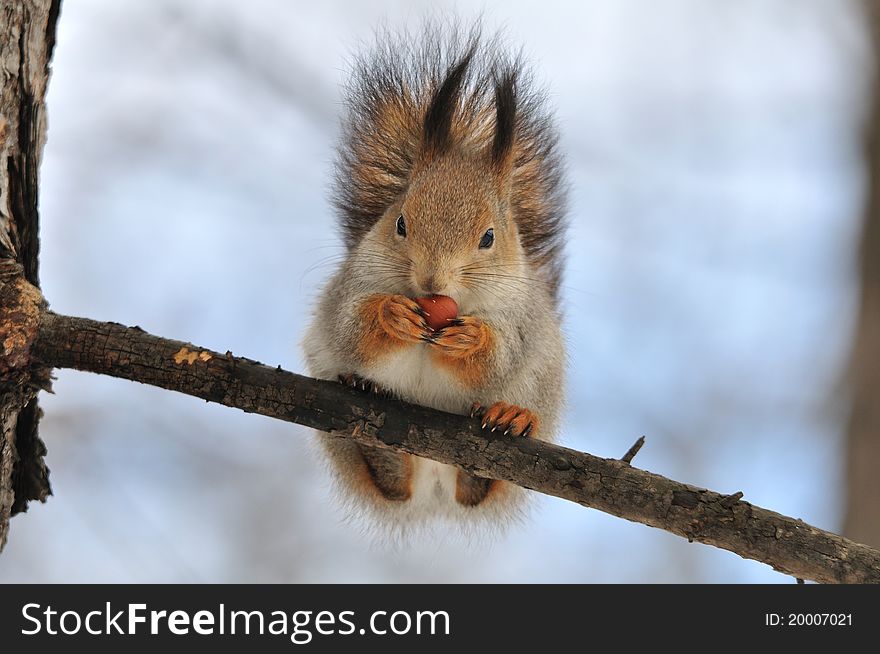 The red squirrel eats a nut. The red squirrel eats a nut.
