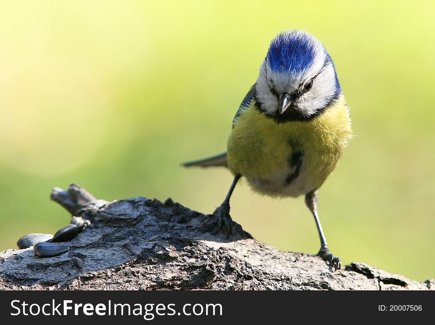 Blue tit bird seeds found