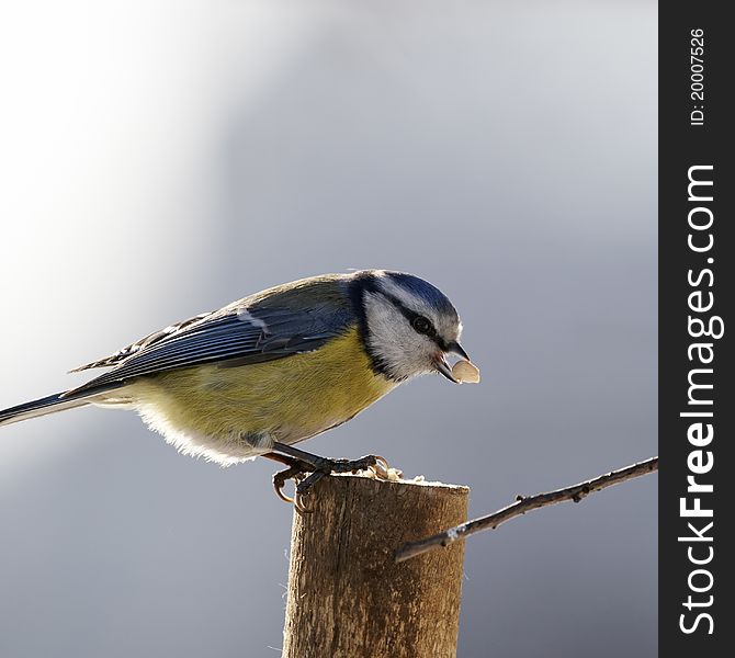 Blue tit with seed in beak on stump