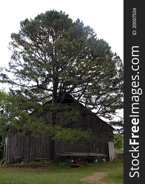 Old barn behind tree with equipment laying in front