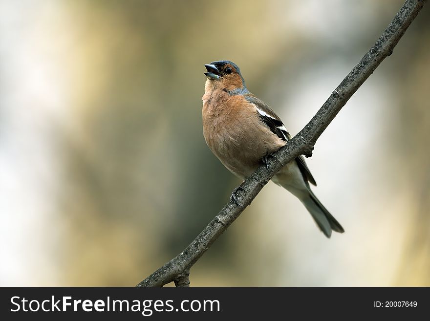 Chaffinch Male