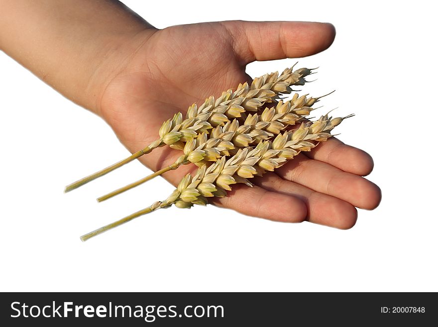 Hand holding wheat grain isolated on white