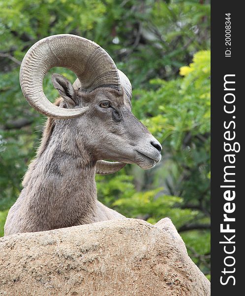 Male Desert Big Horn Sheep Sitting On Rock With Green and yellow Background. Male Desert Big Horn Sheep Sitting On Rock With Green and yellow Background