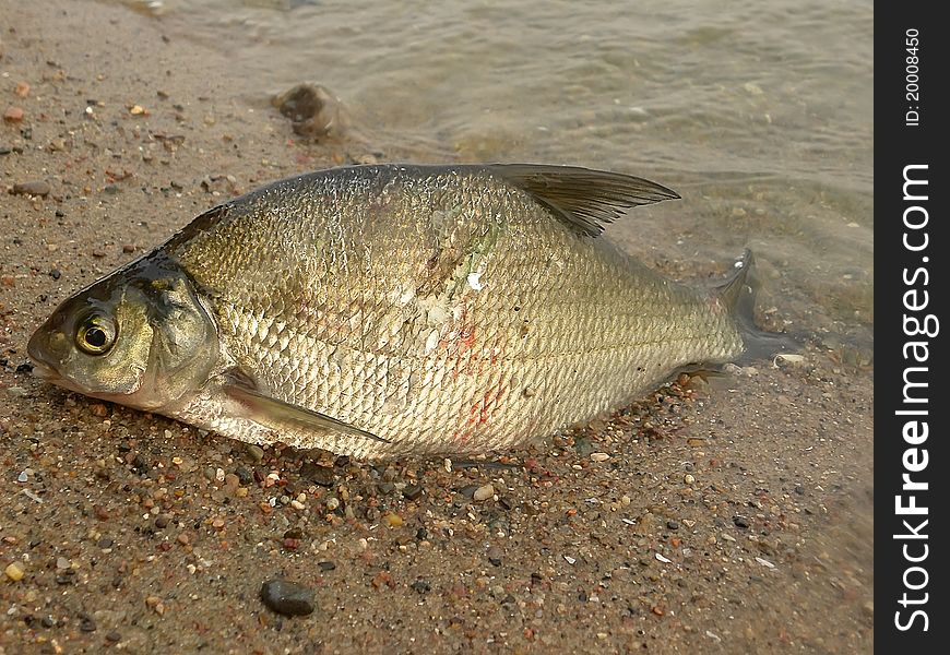 River fish lies on river bank