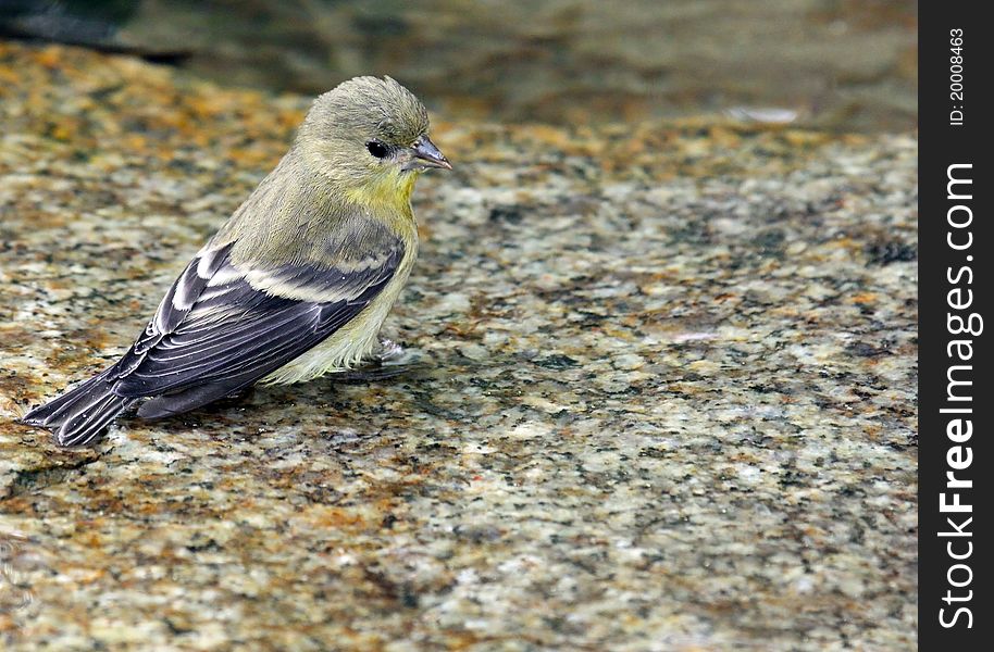 Colorful Yellow Finch Sitting In Water