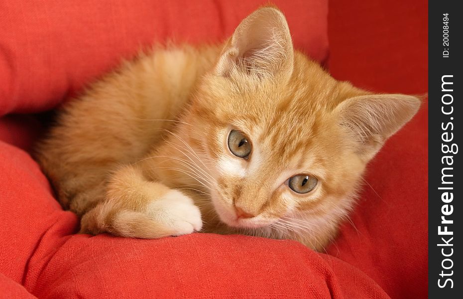 Beautiful little red kitten on red background