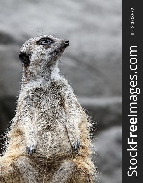 Meerkat