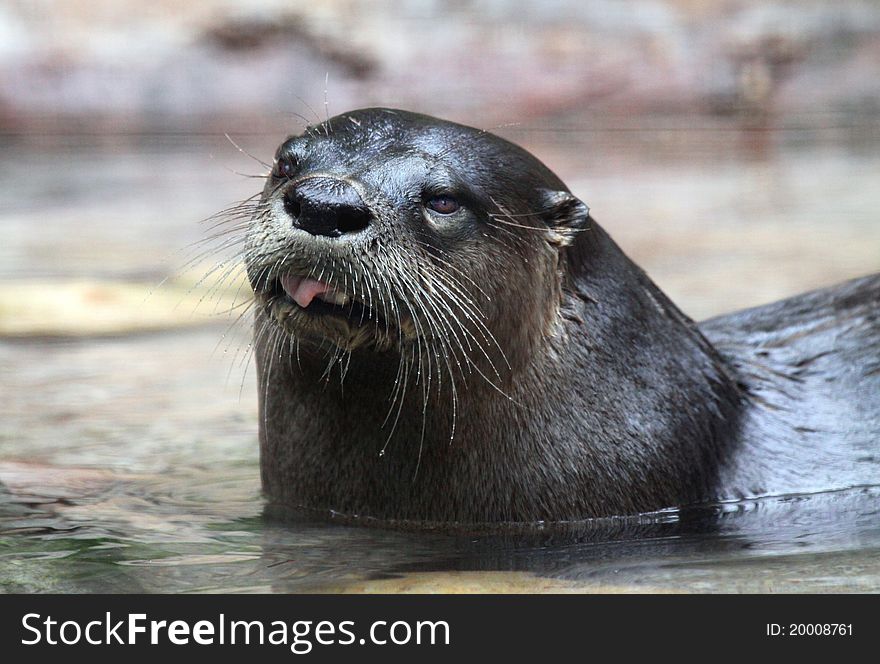 Close Up Portrait Of Wet Otter