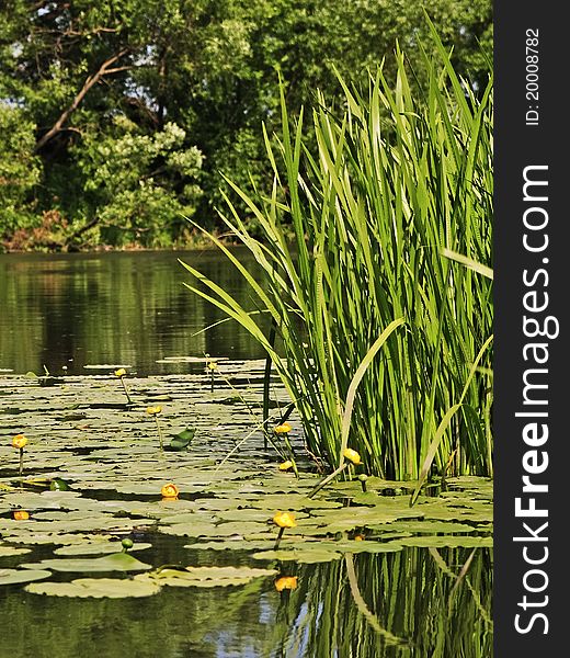 Quiet summer river with yellow water lilies and reflection