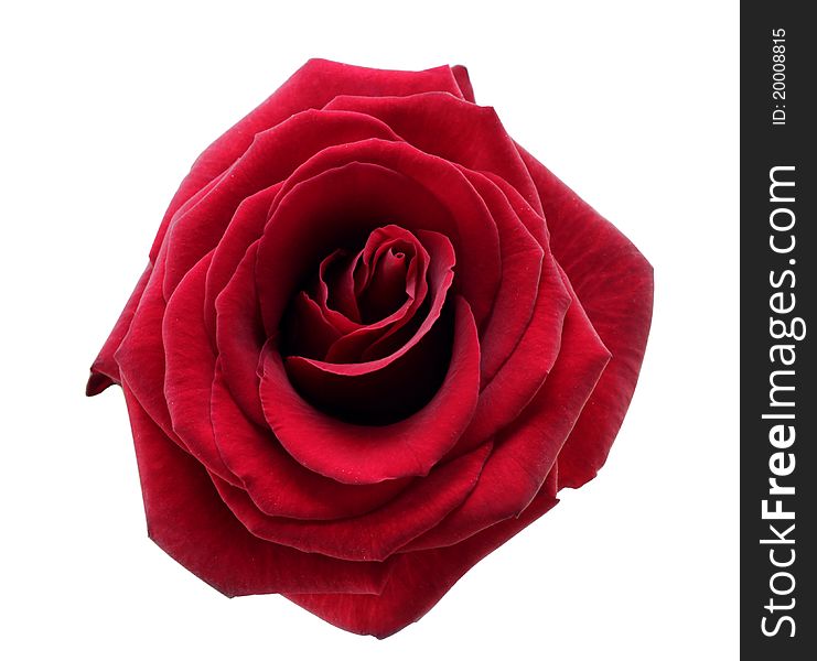 One red rose head isolared on white background. One red rose head isolared on white background