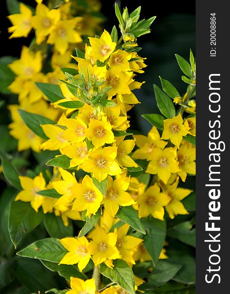 Lysimachia punctata blossoms yellow colors. Lysimachia punctata blossoms yellow colors