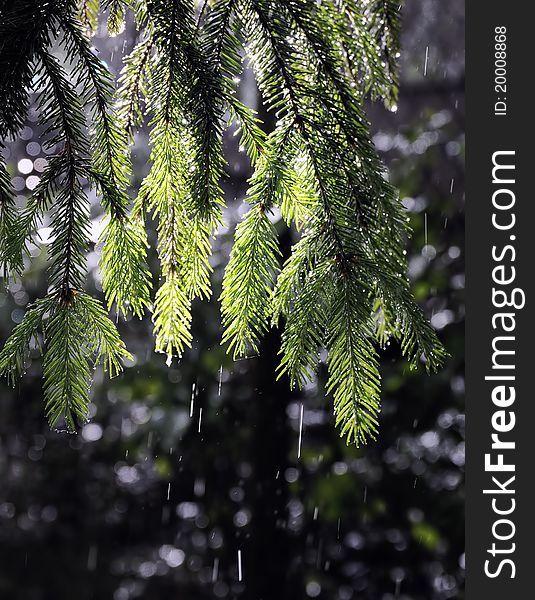 The branch of a fir-tree shined with a sunlight during a rain. The branch of a fir-tree shined with a sunlight during a rain