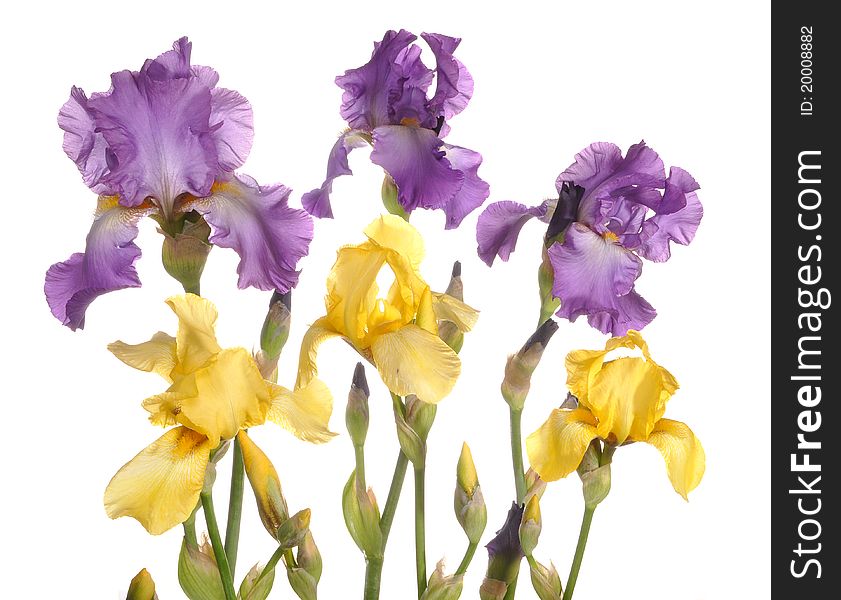 Yellow, dark blue irises stand. Yellow, dark blue irises stand