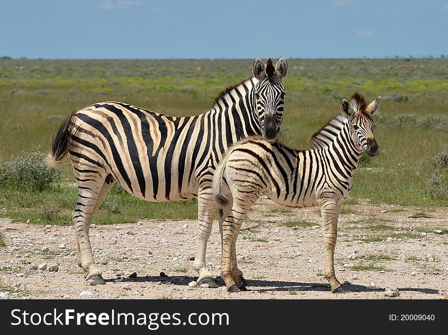 Beautiful zebra with young one in Etosha national park in Namibia. Beautiful zebra with young one in Etosha national park in Namibia.