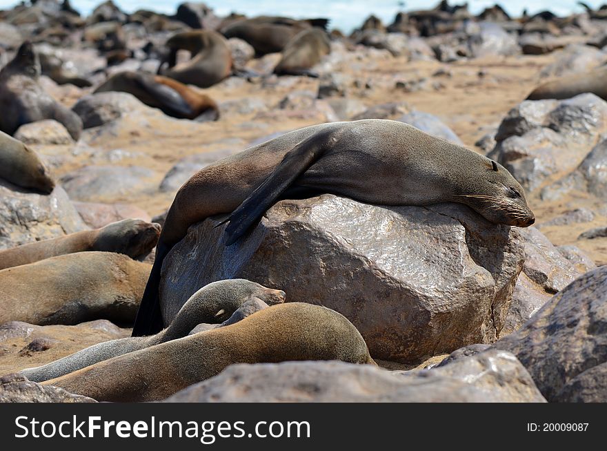 Seals colony on Cape Cross in Namibia,Africa. Seals colony on Cape Cross in Namibia,Africa.