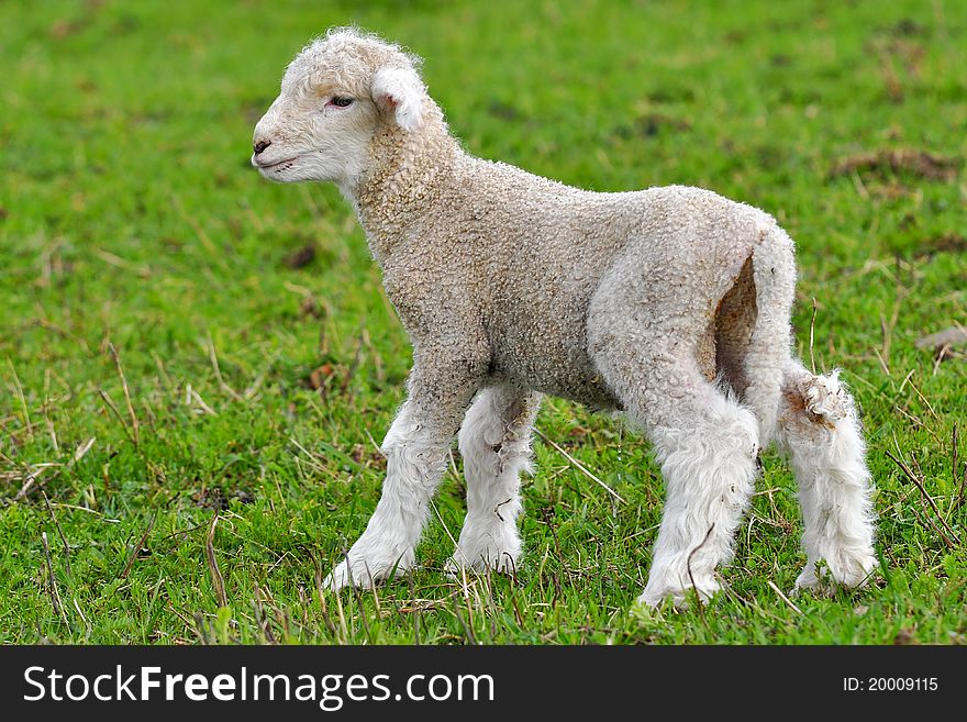 Very Young Lamb