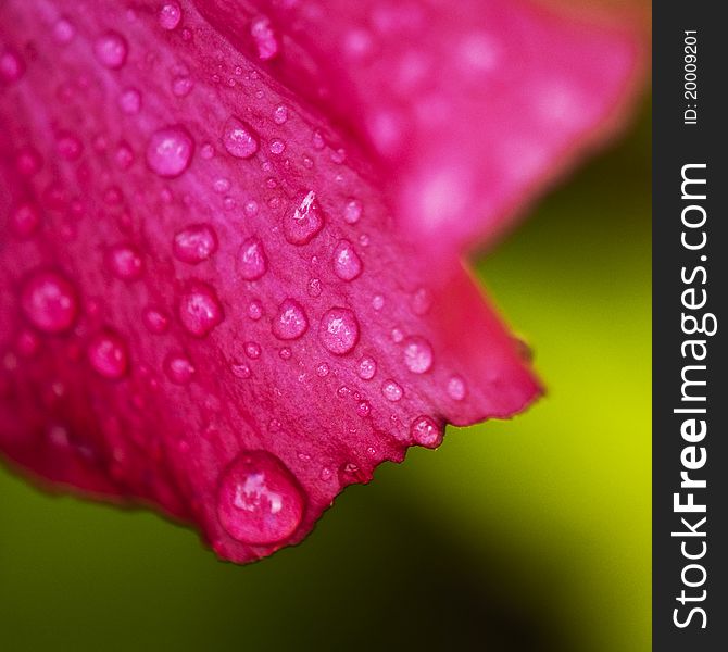 A close-up picture of a pink flower covered in raindrops. A close-up picture of a pink flower covered in raindrops