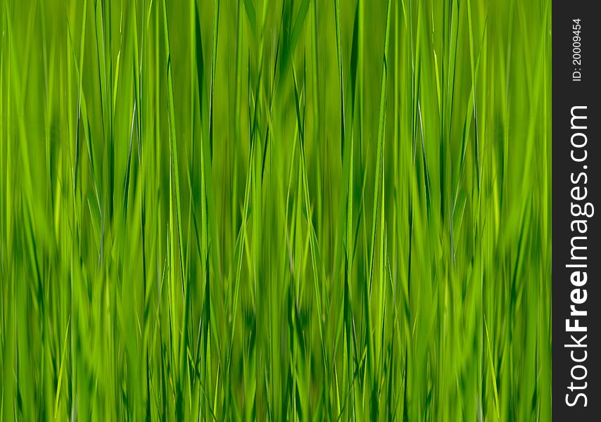 Abstract image of a dense grass