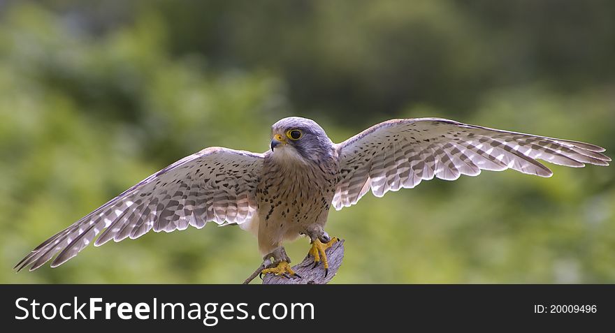 A female Common Kestrel with wings open