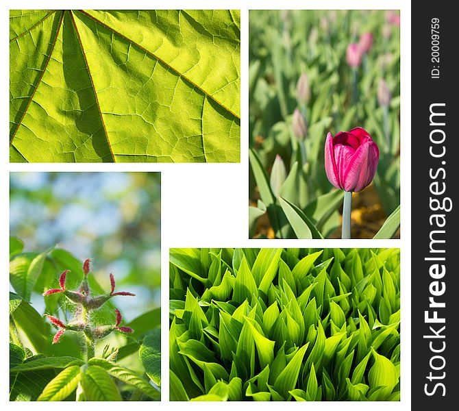 Collage of pictures of tulip, green leaf, herb and flower strange exotic wood. Collage of pictures of tulip, green leaf, herb and flower strange exotic wood