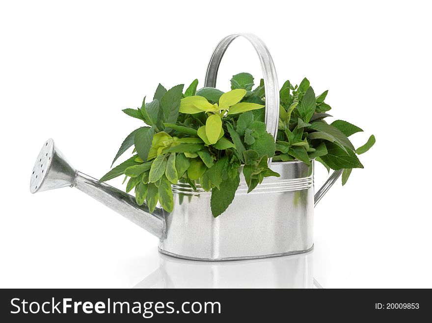 Herb leaf sprigs of rosemary, bay, oregano, golden marjoram, variegated and purple sage in a rustic silver metal watering can, isolated over white background. Herb leaf sprigs of rosemary, bay, oregano, golden marjoram, variegated and purple sage in a rustic silver metal watering can, isolated over white background.