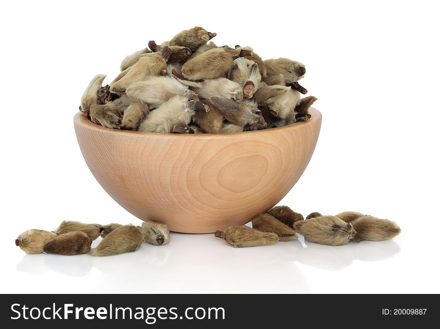 Magnolia flower catkins used in chinese herbal medicine in a beech wood bowl isolated over white background. Xin yu hua. Flos magnoliae. Magnolia flower catkins used in chinese herbal medicine in a beech wood bowl isolated over white background. Xin yu hua. Flos magnoliae