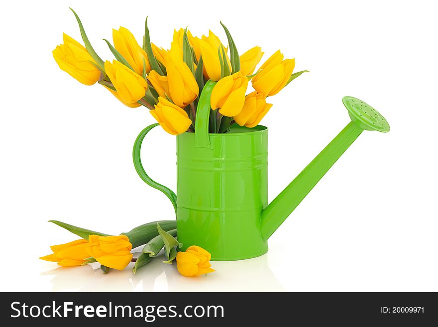 Yellow tulip flower arrangement in green watering can and loose isolated over white background. Yellow tulip flower arrangement in green watering can and loose isolated over white background.