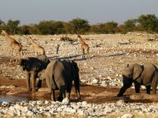 Elephants And Giraffes At Water Hole Stock Image Elephants And Giraffes At Water Hole Stock Image