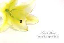 White Lily Isolated On White Royalty Free Stock Photography