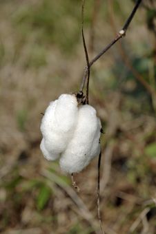 Cotton Day Field Outdoor Plant Royalty Free Stock Photo Cotton Day Field Outdoor Plant Royalty Free Stock Photo