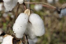 Cotton Day Outdoor Field Plant Stock Photography Cotton Day Outdoor Field Plant Stock Photography