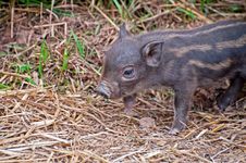 Beautiful Piglet Stock Image Beautiful Piglet Stock Image