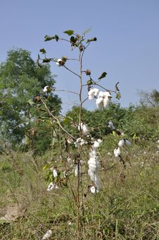 Cotton Plant Field Day Outdoor Royalty Free Stock Image Cotton Plant Field Day Outdoor Royalty Free Stock Image