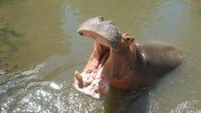 Hippopotamus Amphibius Or Hippo Stock Photo