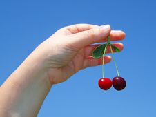 Woman S Hand With Cherries Royalty Free Stock Images Woman S Hand With Cherries Royalty Free Stock Images
