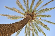 Beautiful Palm Tree Over Blue Summer Sky Stock Images Beautiful Palm Tree Over Blue Summer Sky Stock Images