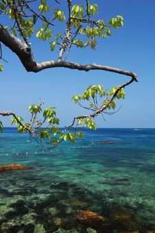 Tree With Clear Sea Stock Photography Tree With Clear Sea Stock Photography