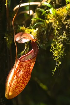 Red Nepenthes Stock Photos Red Nepenthes Stock Photos