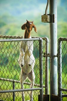 Brown Headed Goat Standing Stock Photography
