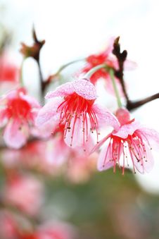 Pink Prunus Cerasoides Stock Photos Pink Prunus Cerasoides Stock Photos