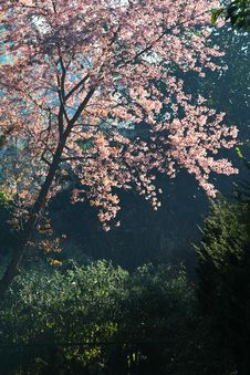 Pink Prunus Cerasoides Stock Images Pink Prunus Cerasoides Stock Images