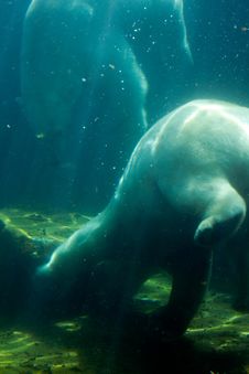 Polar Bear Royalty Free Stock Images Polar Bear Royalty Free Stock Images