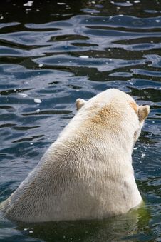 Polar Bear Royalty Free Stock Images Polar Bear Royalty Free Stock Images