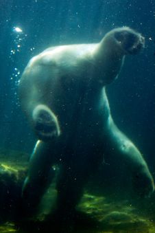 Polar Bear Royalty Free Stock Photos Polar Bear Royalty Free Stock Photos