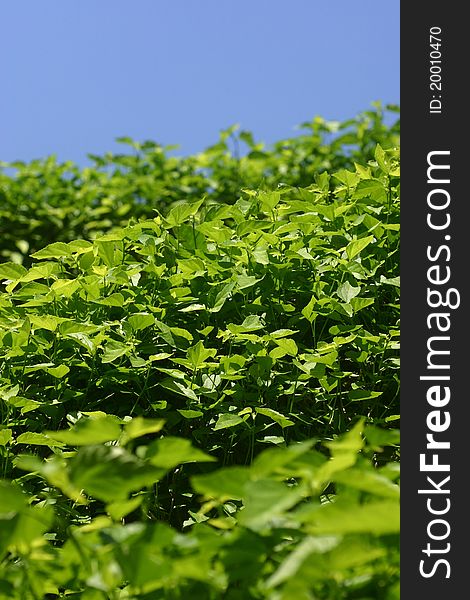 Green plants in 80% of the picture and a blue sky. Green plants in 80% of the picture and a blue sky