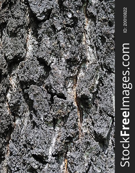 Close up of old rough birch bark texture. Close up of old rough birch bark texture